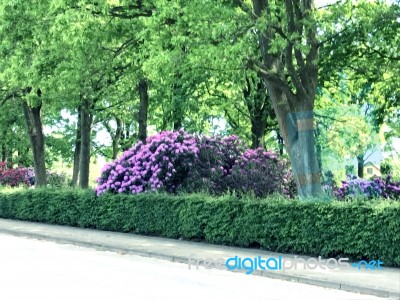 Rhododendron-flowers In The Park Stock Photo