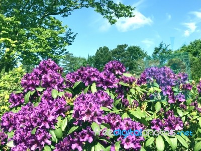 Rhododendron-flowers In The Park Stock Photo