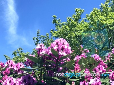 Rhododendron-flowers In The Park Stock Photo