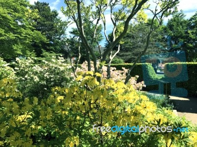 Rhododendron-flowers In The Park Stock Photo