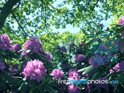 Rhododendron-flowers In The Park Stock Photo