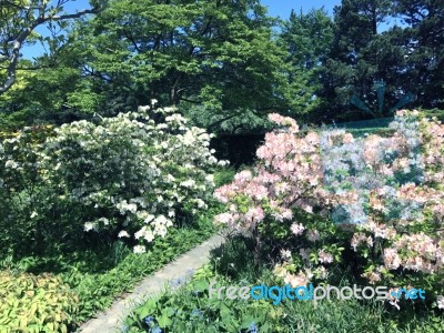 Rhododendron-flowers In The Park Stock Photo