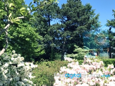 Rhododendron-flowers In The Park Stock Photo