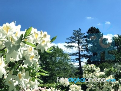 Rhododendron-flowers In The Park Stock Photo