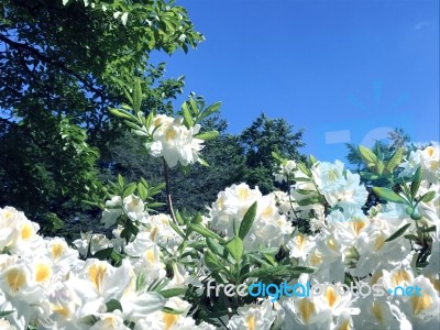 Rhododendron-flowers In The Park Stock Photo