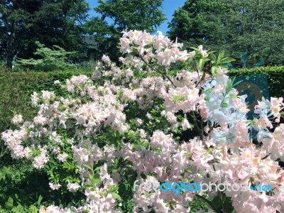 Rhododendron-flowers In The Park Stock Photo