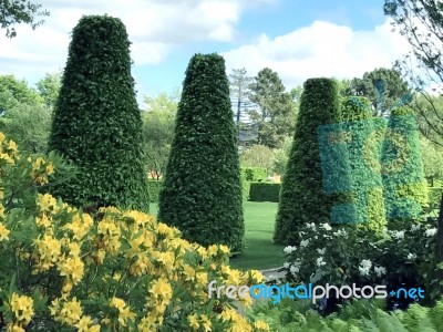 Rhododendron-flowers In The Park Stock Photo