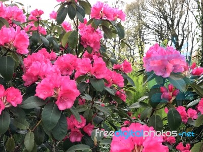 Rhododendron-flowers,in Park Stock Photo