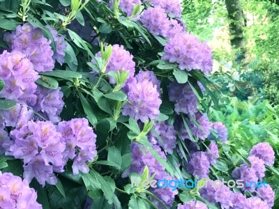 Rhododendron,flowers Stock Photo