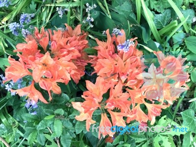 Rhododendron,flowers Stock Photo