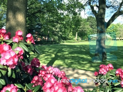 Rhododendron,flowers Stock Photo