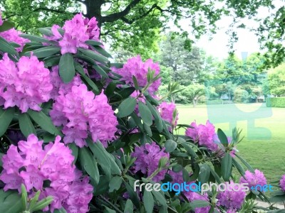 Rhododendron,flowers Stock Photo