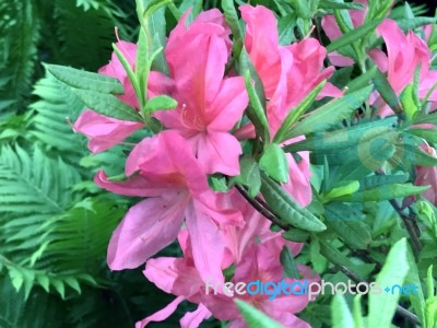 Rhododendron,flowers Stock Photo