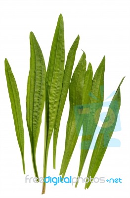 Ribwort Plantain Stock Photo