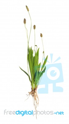 Ribwort Plantain Stock Photo