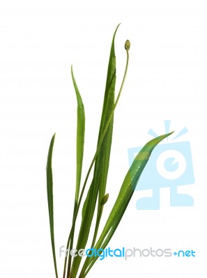 Ribwort Plantain Stock Photo