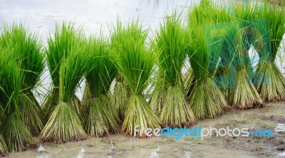 Rice Bundle Stock Photo - Royalty Free Image ID 10043559