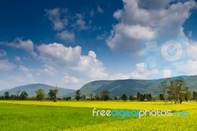 Rice Field Stock Photo