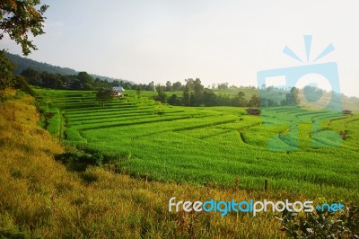 Rice Field Stock Photo