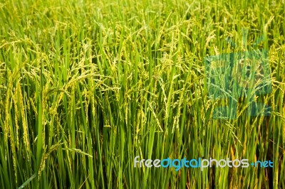 Rice Field And Sun Stock Photo