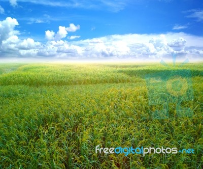 Rice Field Green Grass Blue Sky Cloud Cloudy Landscape Background Stock Photo