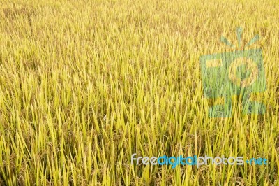 Rice Field In Thailand Stock Photo