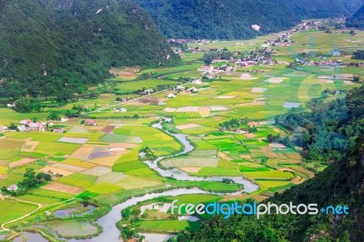 Rice Field In Valley In Bac Son, Vietnam Stock Photo