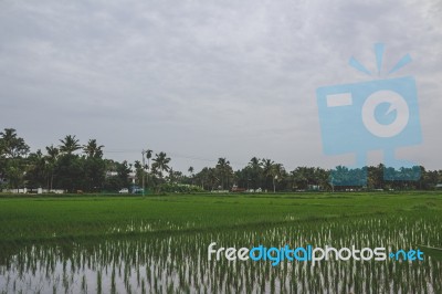 Rice Fields Stock Photo