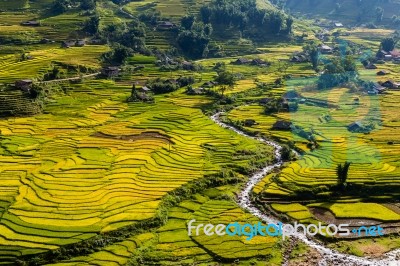 Rice Fields And A River Stock Photo