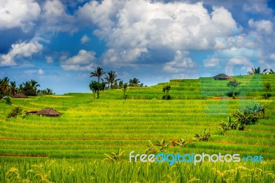 Rice Fields In Bali Island, Indonesia Stock Photo