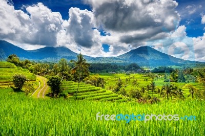 Rice Fields In Bali Island, Indonesia Stock Photo