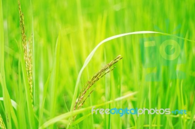 Rice Growing In Field Stock Photo