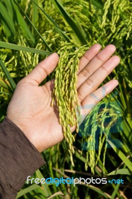 Rice In Hand Stock Photo