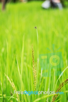 Rice In The Field Stock Photo