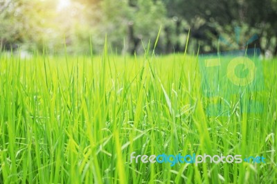 Rice Leaves With Sunshine Stock Photo