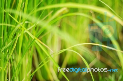 Rice Plants With Blurred Images Stock Photo