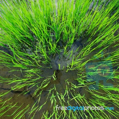 Rice Seedlings Stock Photo