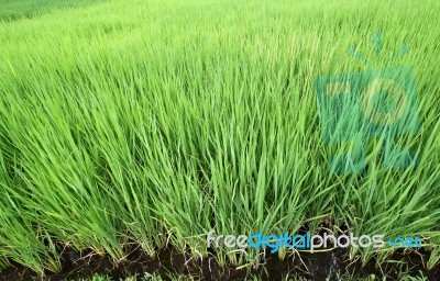 Rice Seedlings In The Rice Farm Stock Photo
