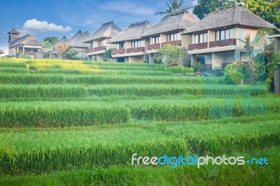 Rice Terrace And Village Stock Photo