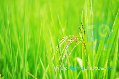 Rice With Nature Background Stock Photo