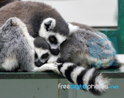 Ring-tailed Lemur (lemur Catta) With Baby Stock Photo