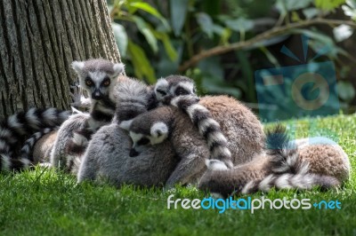 Ring-tailed Lemurs (lemur Catta) At The Bioparc In Fuengirola Stock Photo