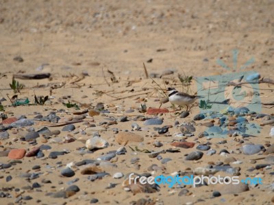 Ringed Plover (charadrius Hiaticula) At Covehithe In Suffolk Stock Photo