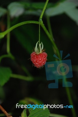 Ripe Berry Stock Photo