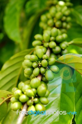 Ripe Coffee Stock Photo