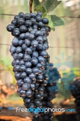 Ripe Grapes Hanging On Tree Display In Food Festival Stock Photo