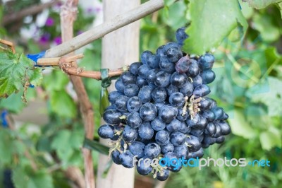 Ripe Grapes Hanging On Tree Display In Food Festival Stock Photo