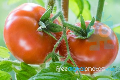 Ripe Tomatoes Growing Closeup Stock Photo
