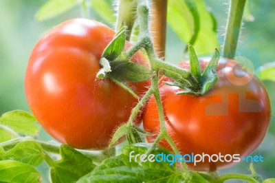 Ripe Tomatoes Growing Closeup Stock Photo