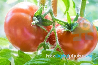 Ripe Tomatoes Growing Closeup Stock Photo